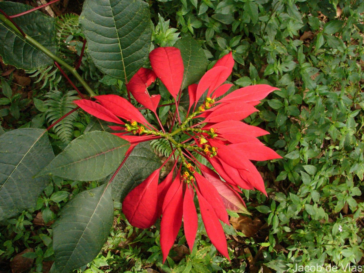 Euphorbia pulcherrima Willd. ex Klotzsch